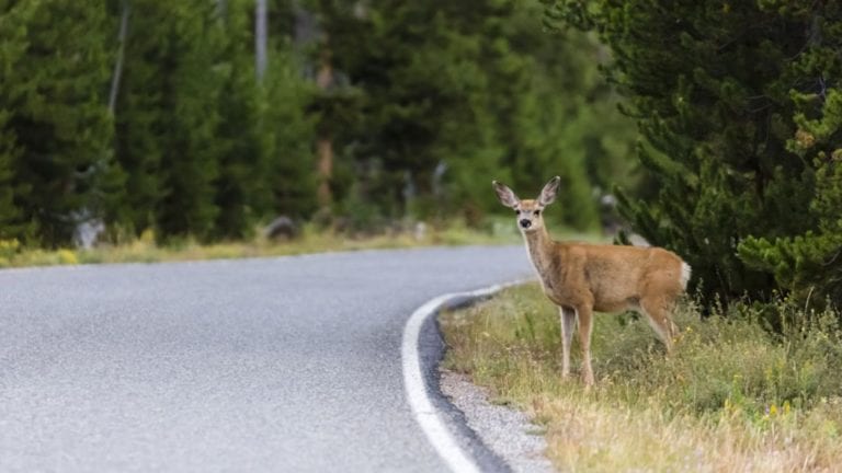 How To Avoid Hitting A Deer